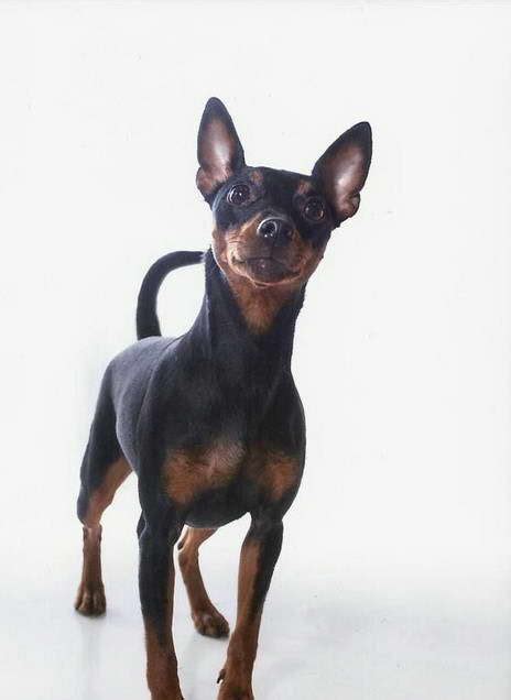 Min Pin Rat Terrier Mix Puppies Anything Terrier