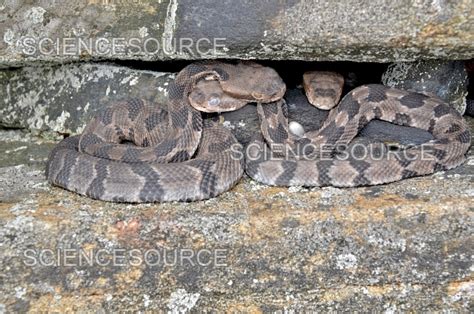 Photograph | Timber Rattlesnakes - newborns | Science Source Images