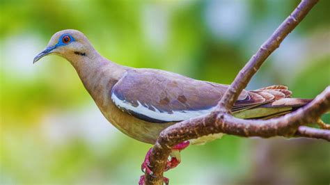 6 Astonishing Types of Doves Found in North America! - Chirper Birds