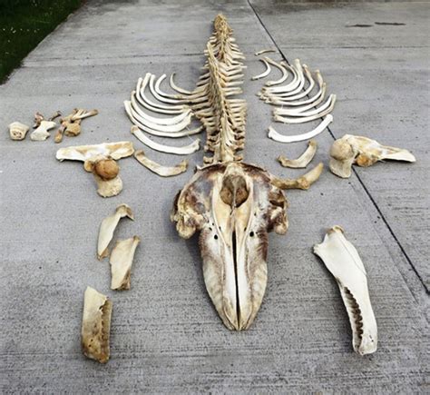 Collecting marine specimens: The killer whale skeleton | National Museums Scotland Blog