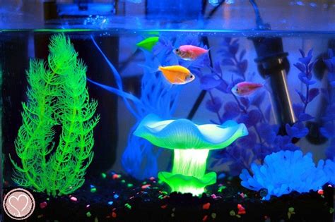 So You Want To Get A GloFish? Here Is Our Aquarium Review - De Su Mama