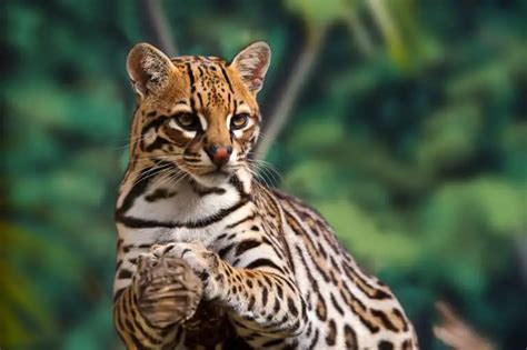 What Are The Predators Of Ocelots? - Worldwide Nature