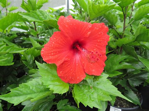 Hibiscus Rosa sinensis | Grower Direct | Te Puna | Bay of Plenty NZ