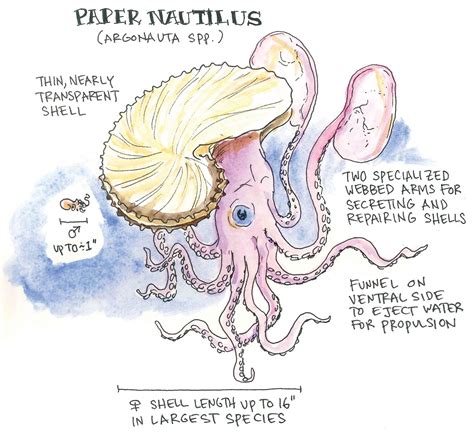 Octopus Anatomy Diagram