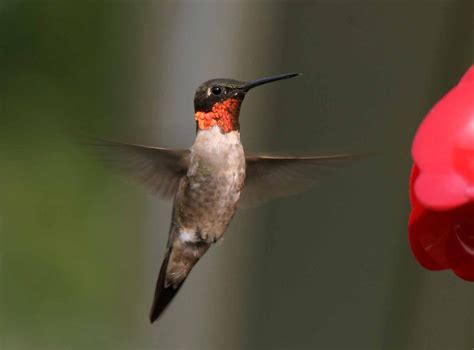 Hummingbird | Free Stock Photo | Hummingbird close-up | # 17875