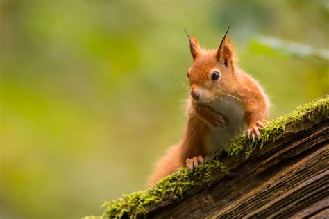 Red squirrel guide: how to identify and best places to see in Britain ...