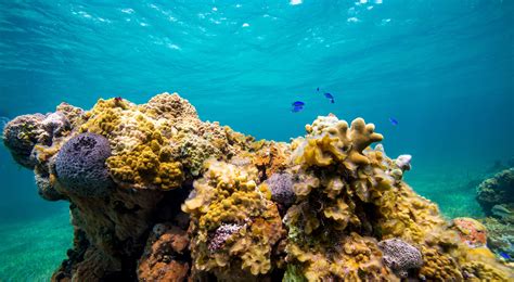 How Science and Innovation Can Save Caribbean Coral Reefs | TNC