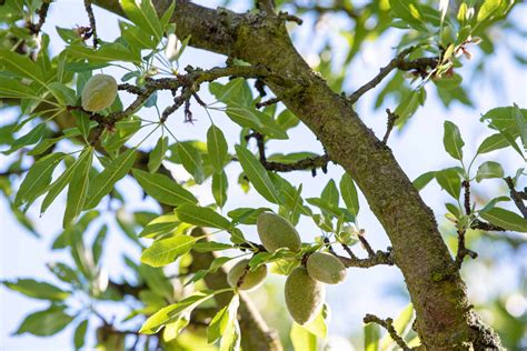 How to Grow and Care for Almond Trees