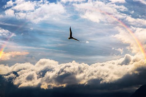 Sky Bird Rainbow 5k Wallpaper,HD Birds Wallpapers,4k Wallpapers,Images,Backgrounds,Photos and ...