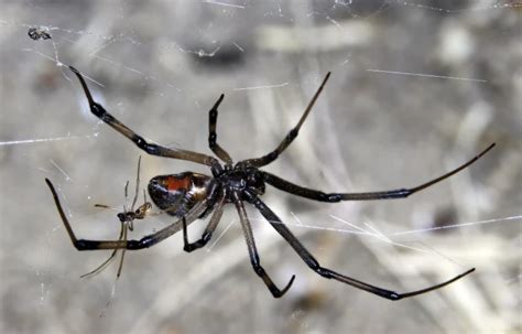 Latrodectus geometricus - Facts, Diet, Habitat & Pictures on Animalia.bio