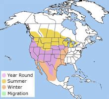 Western Meadowlark- Sturnella neglecta | Wildlife Journal Junior