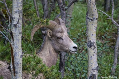 Bighorn Sheep - My Wildlife Diaries in Pictures