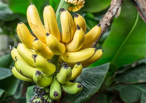 Growing Banana Trees: Planting Guide, Care, Problems, and Harvest