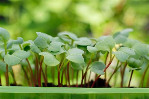 Growing radishes: top tips on how to grow radishes to get a bumper crop | GardeningEtc