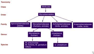 Mycoplasma Infections; Eperythrozoonosis