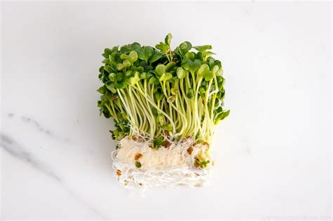 Kaiware Daikon (Daikon Radish Sprouts) • Just One Cookbook