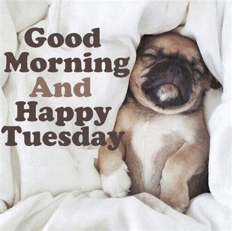 Happy Tuesday Meme Dog - starwarsdayworld