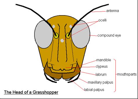 Anatomy and Dissection - Adventurous-Learning: Crayfish and Grasshoppers!