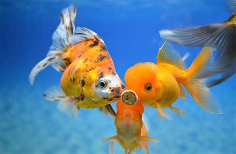 Goldfish Care 101: Essential Tips for a Happy Fish