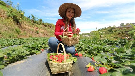 Baguio City Strawberry Farm