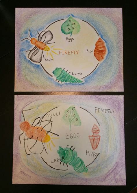 Firefly Life Cycle: Lesson Book Pages | Teaching art, First grade ...