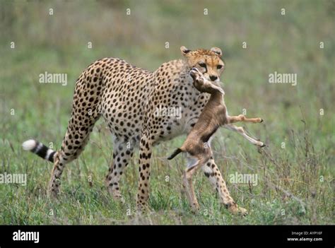 Cheetah carrying a predated baby gazelle Stock Photo: 3187054 - Alamy