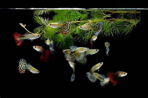 Types of Livebearing Aquarium Fish | Build Your Aquarium