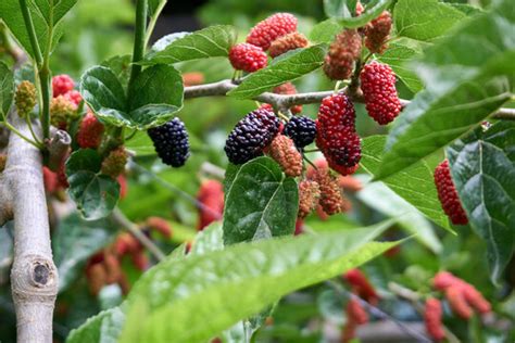 "Mulberry Bush" Images – Browse 323 Stock Photos, Vectors, and Video | Adobe Stock