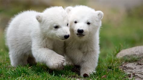 German polar bear cubs make their debut - CBS News