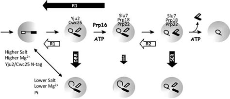 Schematic of the spliceosome catalytic steps showing different chemical... | Download Scientific ...