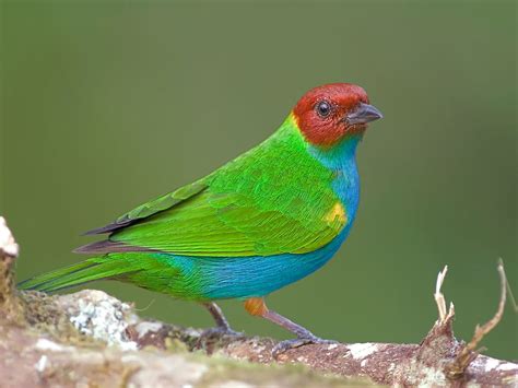 Costa Rica's Most Beautiful Birds - WorldAtlas