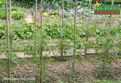 tomato stakes 1 - HORTOMALLAS™, Supporting your crops®