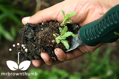 Transplanting Poppy Seedlings | Seedlings, Planting herbs, Garden seeds