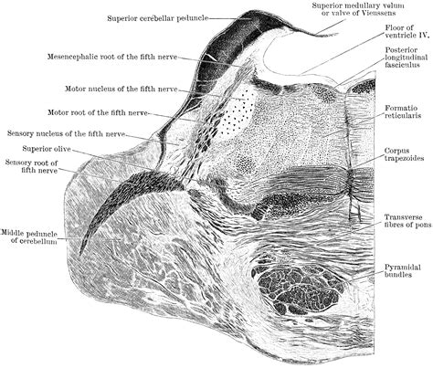 Section Through Pons Varolii | ClipArt ETC