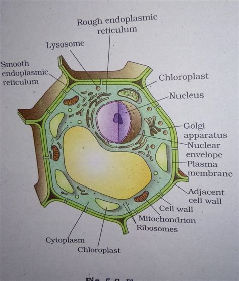 29+ Parts Of Plant Cell Diagram Pics | Image of Diagram