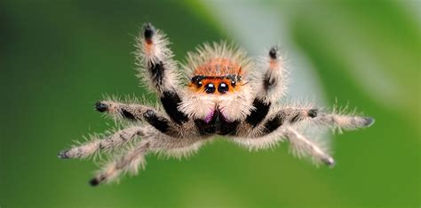 All about keeping Jumping Spiders - Avonturia