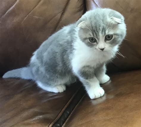 Scottish Fold Cats For Sale | Parker, CO #274217 | Petzlover