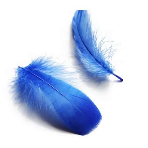 Blue Bird Feathers at Rs 1800/pack | Birds Feather in Ghaziabad | ID: 22143543788