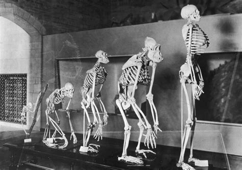 Human Evolution: Africa Exodus Made Homo Sapiens Shorter and Gave Them Arthritis - Newsweek