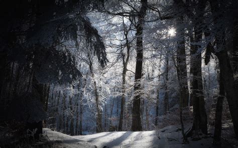 Snowy Forest Wallpapers - Top Free Snowy Forest Backgrounds - WallpaperAccess