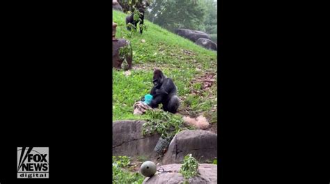 New addition at DC zoo: Baby gorilla is first to be born in five years, staff is 'overjoyed ...