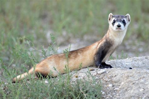 Black-Footed Ferret Update | Smithsonian's National Zoo