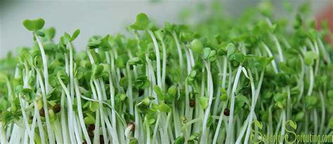 Broccoli Sprouts as a Powerful Antioxidant | Seeds for Sprouting for the Home Sprout Grower