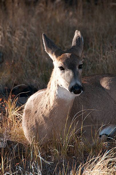 Baby Deer Sleeping Stock Photos, Pictures & Royalty-Free Images - iStock