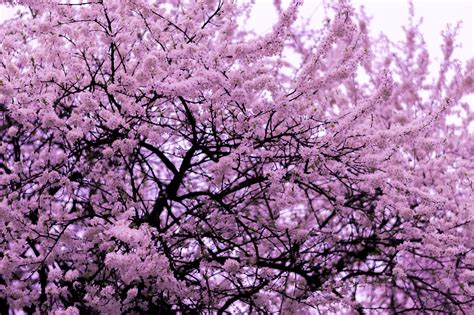 Pink Spring Flowering Shrub Identification : Pretty In Pink 10 Shrubs With Pink Flowers Birds ...