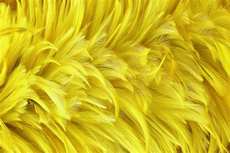 Premium Photo | Beautiful golden yellow bird feathers surface texture background.