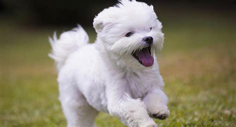 Maltese Dog Breed Information Center: The Ultimate Fluffy White Puppy