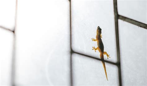 How to get rid of lizards at home?