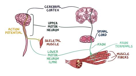 Neuromuscular junction and motor unit: Video | Osmosis