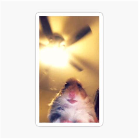 "Meme Hamster Staring Front Camera" Sticker by ValeryCollin | Redbubble